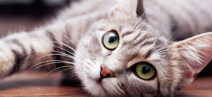 vivapet katzenfutter themen einstiegsbanner